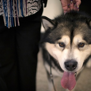 Собака в Тульской области укусила за лицо пятилетнюю девочку