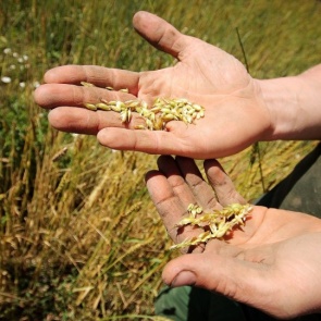 Желающие жить и работать на селе смогут получить социальную выплату в размере 300 тысяч рублей