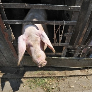 Владелец зараженных африканской чумой свиней виновен в болезни: кормил просрочкой и колбасой