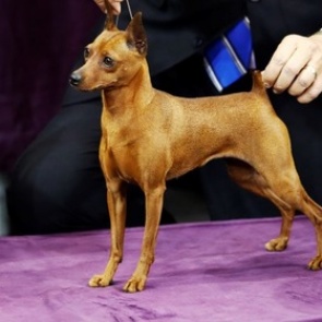 Ожирение спасло карликового пинчера от медведя в США