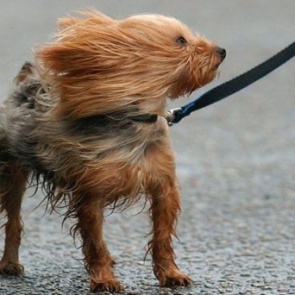 Сильный ветер снова надвигается на Ачинск