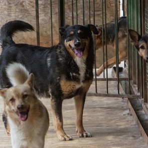 Госдума поддержала ужесточение наказания за издевательства над животными