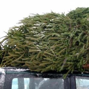 Полицейские в Ачинске проводят операцию «Ель»