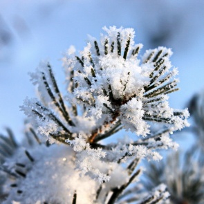 Синоптики пообещали прохладную новогоднюю ночь, но «отменили» крещенские морозы