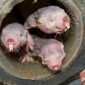 Найден главный механизм старения