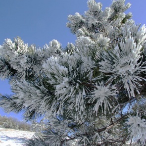 Первые выходные февраля будут умеренно морозными