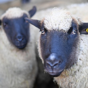 Овцу скрестили с человеком