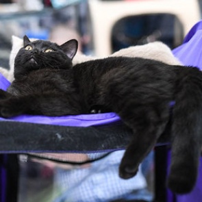 Приюты для животных избавились от черных кошек благодаря супергеройскому фильму