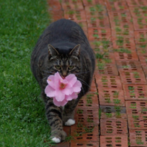 Толстая кошка придумала способ радовать хозяйку и прославилась