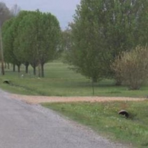 В США 9-летний мальчик застрелил сестру из-за видеогры