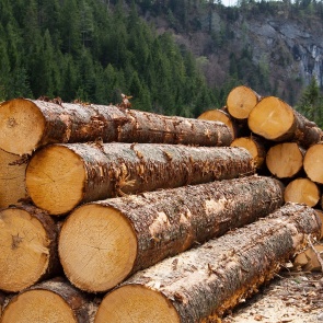 Лесопромышленные предприятия края получат дополнительную поддержку