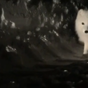 Очаровательный пушистый песец вновь вышел к жителям Норильска