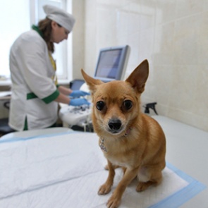 В России решили восстановить вертикаль ветеринарной власти