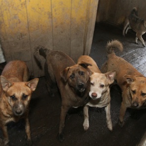 Ветеринар замучил до смерти 170 собак в Новочеркасске