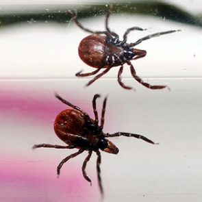 В России активизировались клещи