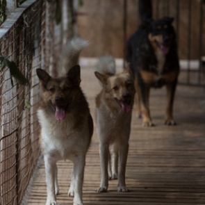Более 20 изуродованных трупов собак нашли в Комсомольске-на-Амуре