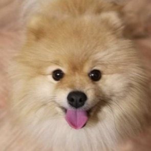 Жительница Новосибирска торговала несуществующими щенками и отправится в колонию