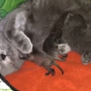 Мама-кошка взяла на воспитание новорожденных енотов