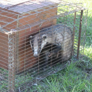 В Красноярском крае сотрудники полиции выпустили в дикую среду барсука