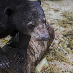 Мужчина избил медведя за нападение на его собаку