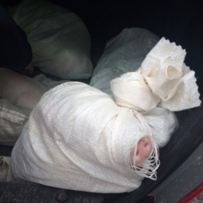 Пьяный красноярец украл с фермы поросят и пытался увезти их домой в багажнике машины