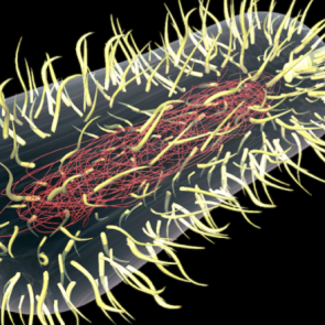 Ученые увидели процесс приобретения бактериями устойчивости к антибиотикам