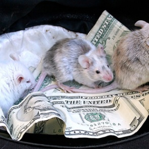 Мыши пробрались в банкомат и обгрызли миллион