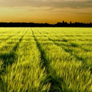 Минсельхоз ввёл режим ЧС в 36 районах Красноярского края