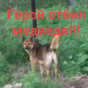 В Водниках медведь подрал собаку