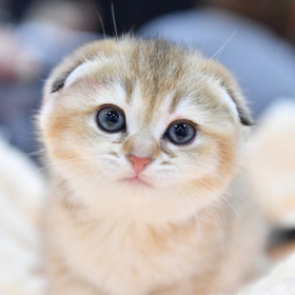 Тысячи россиян потребовали наказать зарубившую топором котенка девушку