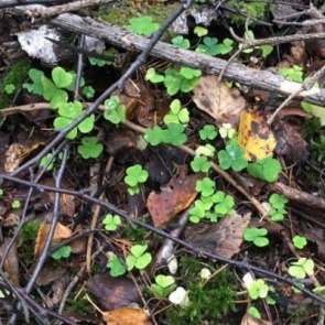 Под Красноярском за сутки пропали 2 грибника