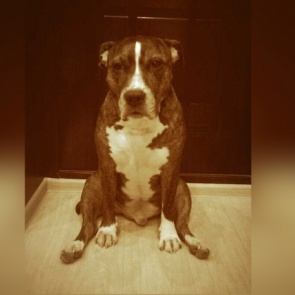 Мужчина убил стаффа на глазах хозяйки из-за того, что тот был без намордника