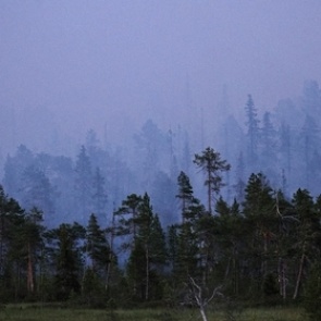 Россияне оценили экологию
