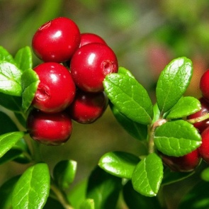 В Хакасии мужчине грозит серьёзный срок за кражу брусники Просмотры