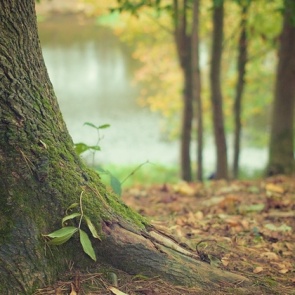 В лесах Красноярского края отменили режим ЧС