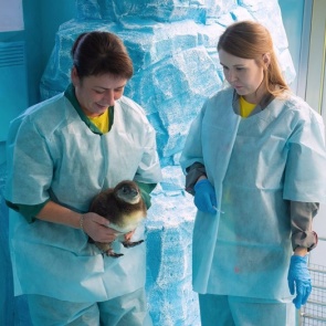 У пары очковых пингвинов в «Роевом ручье» вылупился пушистый пингвинёнок