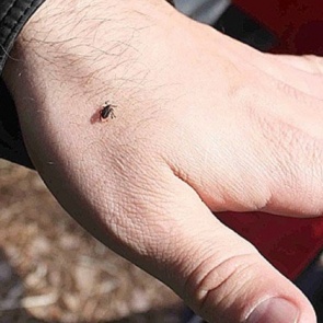 В Красноярском крае клещи всё ещё голодные