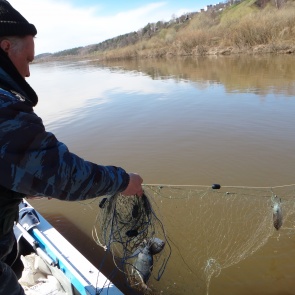 Полицейские Ачинска продолжают комплекс мероприятий по профилактике фактов незаконного вылова рыбы
