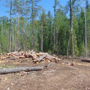В Богучанском районе "чёрный лесоруб" вырубил лес почти на 5 млн рублей
