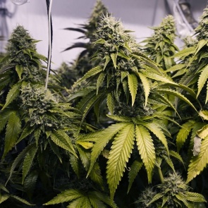 Полицейские в Ачинске проводят пятый этап оперативно-профилактического мероприятия «Мак»