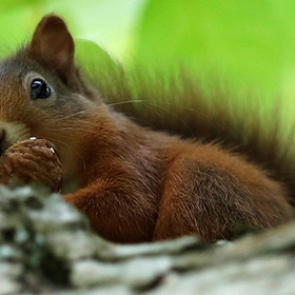 Убитая белка отомстила охотнику