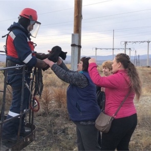 Поселок в Туве обесточили ради спасения кота. Животное голодало 3 дня
