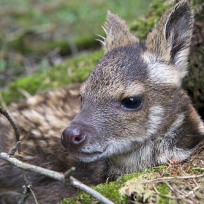 Житель края устроил в заповеднике жестокую охоту на краснокнижных животных