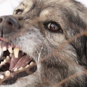 В Красноярском крае начнут прививать диких животных из-за скачка заболеваемости бешенством