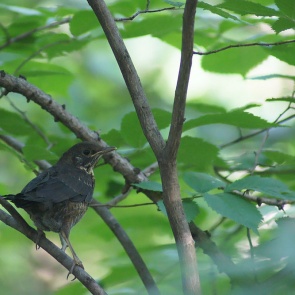 Прорывной сезон: в Красноярском крае восстановили почти 60 тысяч га леса