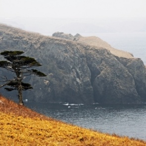 Отдать Курилы Японии захотело больше россиян