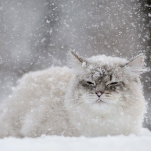 К концу недели в Красноярском крае и Хакасии столбик термометра поползёт вниз