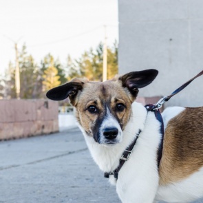 Собачников заставят убираться, контактные зоопарки запретят: Госдума приняла резонансный законопроект об обращении с животными