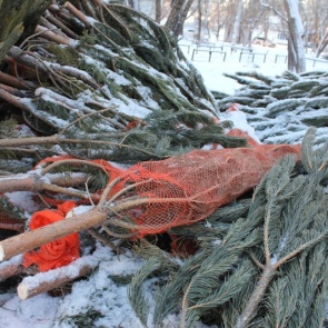 Полицейские предупреждают граждан об ответственности за самовольную рубку новогодних елей