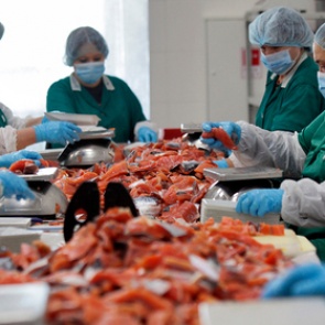 Названа единственная безопасная семга